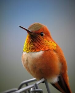 Rufous Hummingbird