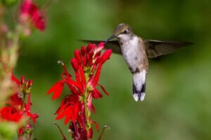 Ruby-throated Hummingbird