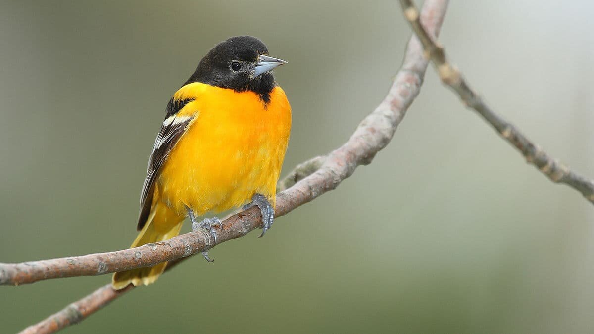 Yellow Birds In Texas Identification Guide Birds Fact