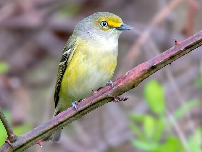 Yellow Birds in Texas - Identification Guide - Birds Fact