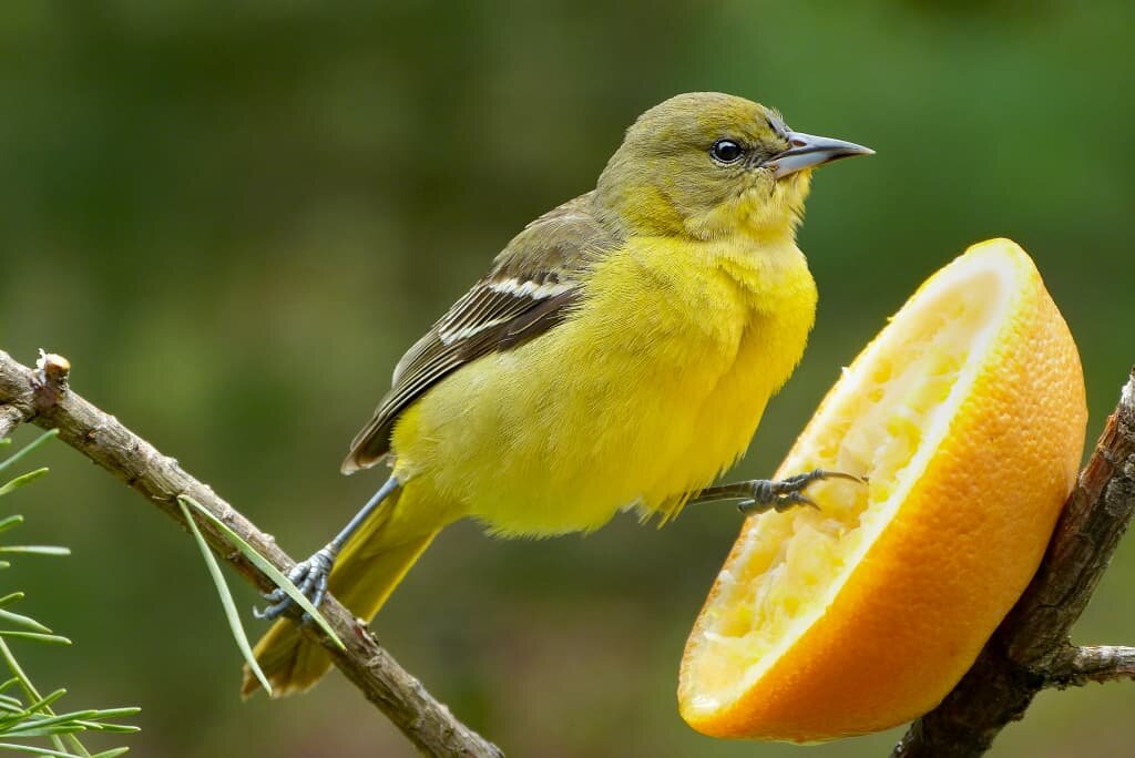 Yellow Birds In Texas Identification Guide Birds Fact