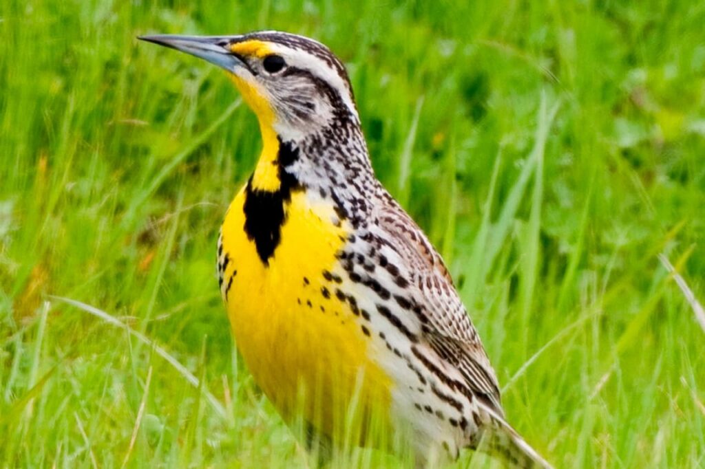 Yellow Birds in Texas - Identification Guide