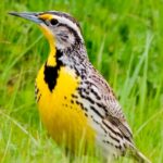 Yellow Birds in Texas – Identification Guide