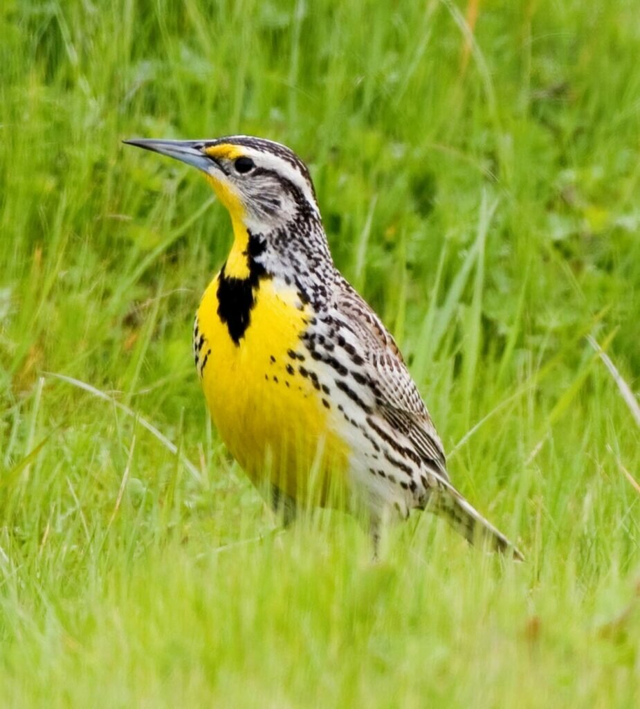 Yellow Birds In Texas Identification Guide Birds Fact