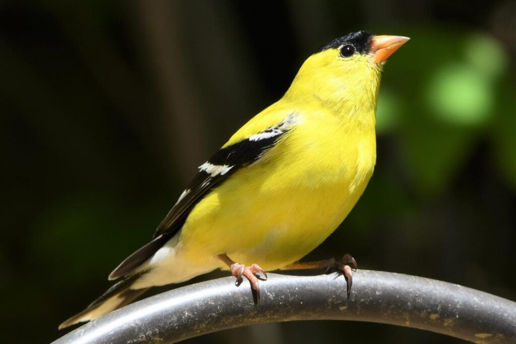 Yellow Birds in Texas - Identification Guide - Birds Fact