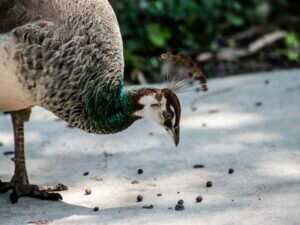 What do wild peacocks eat?