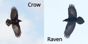 Flight and Feathers of Crow Vs Raven