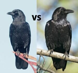 Crow vs Raven - Difference and Comparison