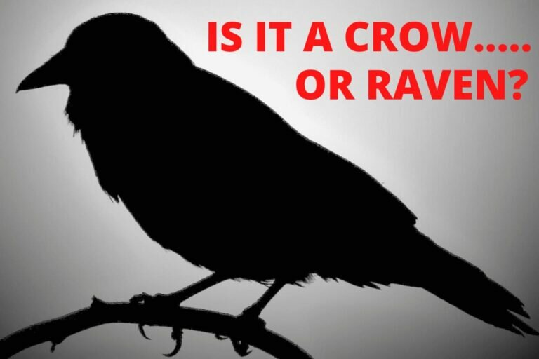 Raven Vs Crow: What Are The Differences? - Birds Fact