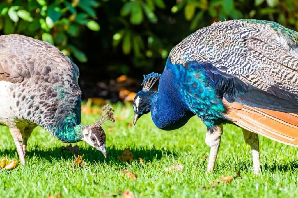 What Do Peacocks Eat? Complete Peacocks Diet - Birds Fact