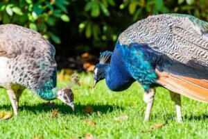 What do domesticated peacocks eat?