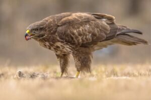 What do Rough-legged Buzzards eat?