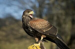 Do Buzzards eat cats?