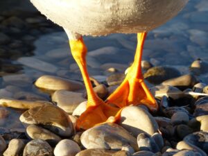 What Are Duck Feet Called?