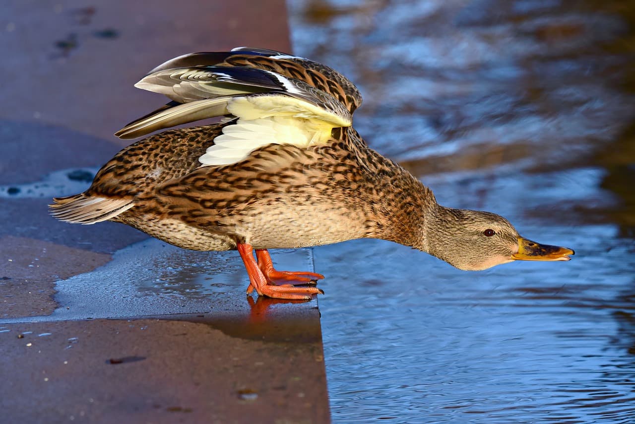 what-are-duck-feet-called-answer-and-explanation-birds-fact