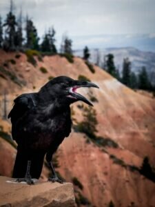 Vocalizations of Crow vs Raven