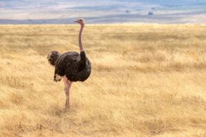 How far can an ostrich run in a day?