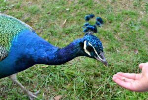 General diet of peacocks