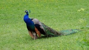 Do peacocks eat snakes?