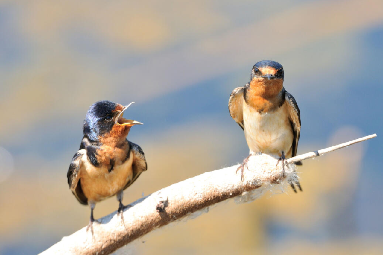 How Do Birds Communicate With Each Other All Methods Explained 