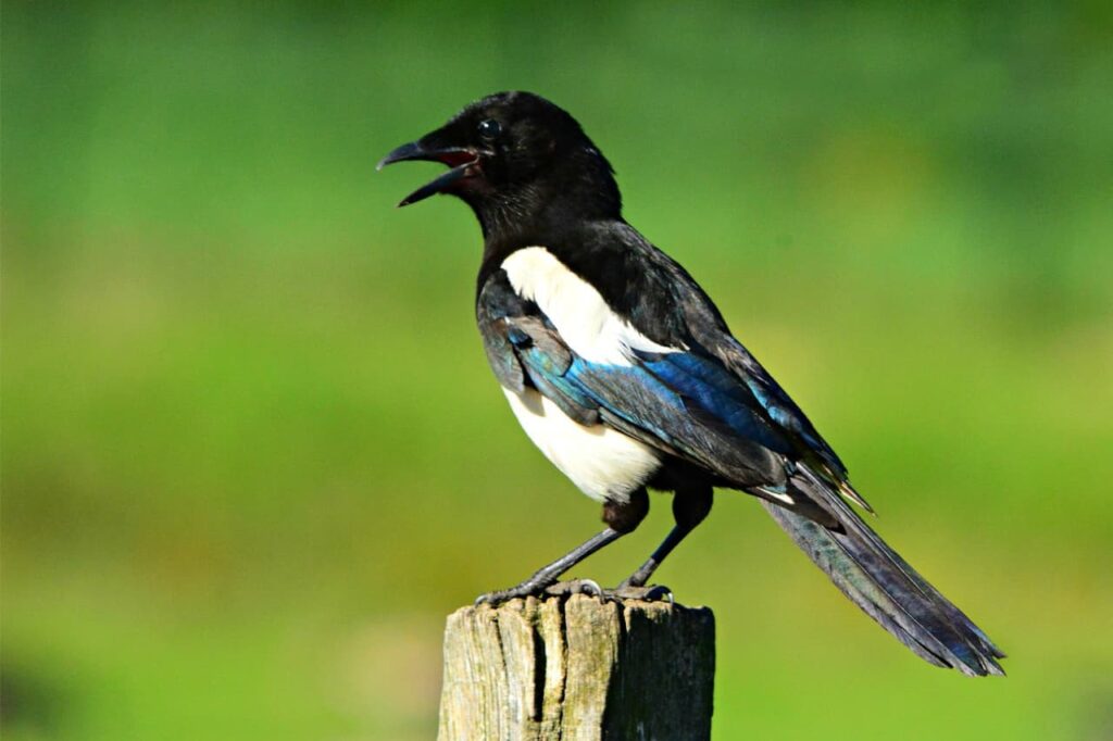 What do you call a Group of Magpies? (Complete Guide)