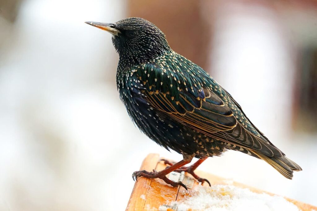 Do Starlings Migrate? Everything You Need to Know