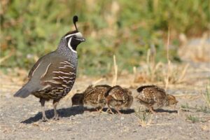 What is a Group of Baby Quail Called?