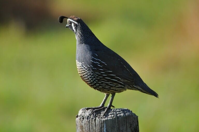 What is a Group of Quail Called And Why? (Name List) Birds Fact