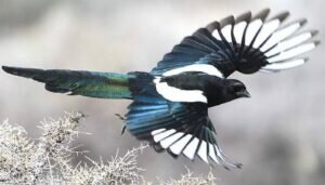 Eurasian Magpie: