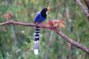 Taiwan Blue Magpie