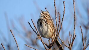 Can two different species of birds communicate and understand each other?