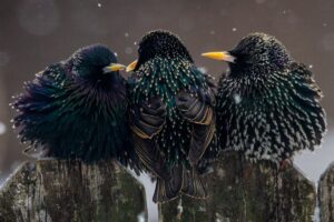Tips For Viewing The Starling Migration