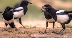 What does a group of magpies symbolize?