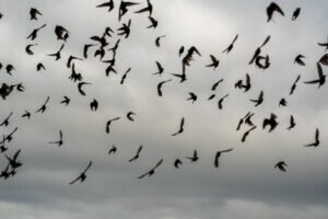 A murmuration of starlings, flying in the Winter sky.