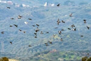 Why and when do magpies flock together?