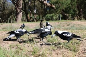 Do Magpies live in groups?