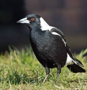 What do you call a Group of Magpies? 