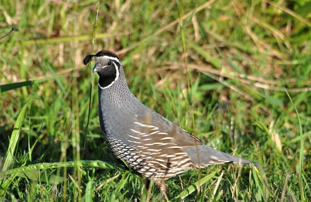 What is a Group of Quail Called And Why? (Name List) Birds Fact