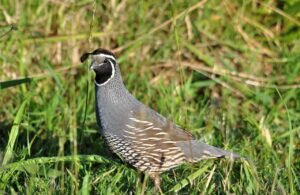 What is a Group of Quail Called And Why