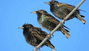 When And Why Do Starlings Migrate?