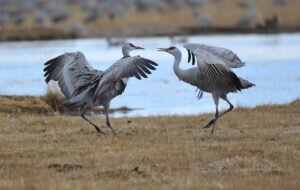 Random facts on communication between birds