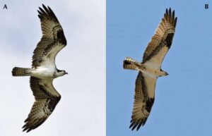 Male vs. Female Ospreys
