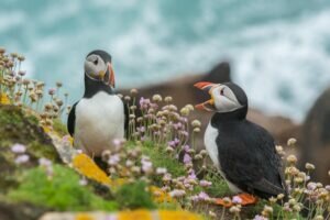 How Do Birds Communicate With Each Other?