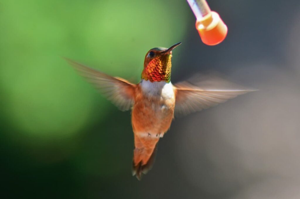 Rufous Hummingbird Migration (All You Need To Know)